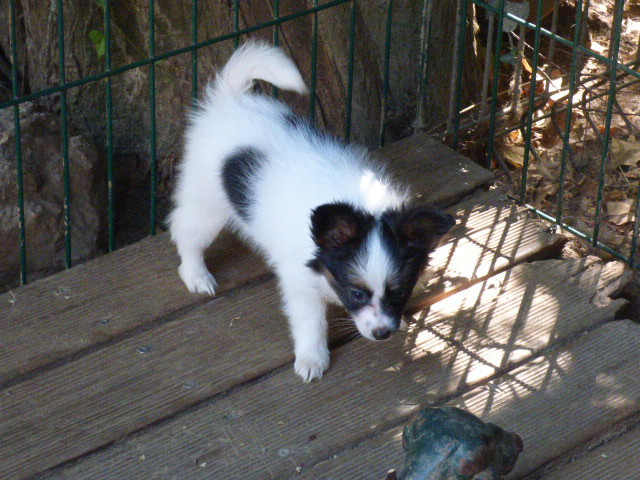 Des Amis De Zoé - Chiots disponibles - Epagneul nain Continental (Papillon)