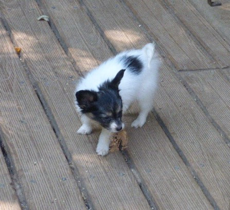 Des Amis De Zoé - Chiots disponibles - Epagneul nain Continental (Papillon)