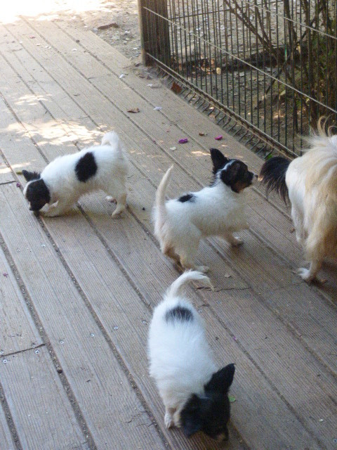 Chiot Epagneul nain Continental (Papillon) Des Amis De Zoé