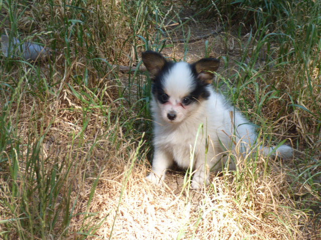 Des Amis De Zoé - Chiots disponibles - Epagneul nain Continental (Papillon)
