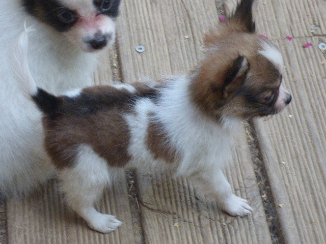 Des Amis De Zoé - Chiots disponibles - Epagneul nain Continental (Papillon)