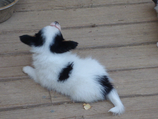 Des Amis De Zoé - Chiots disponibles - Epagneul nain Continental (Papillon)
