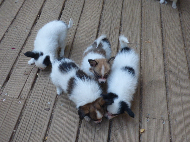 Chiot Epagneul nain Continental (Papillon) Des Amis De Zoé