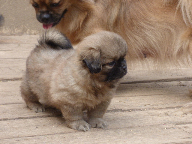 Des Amis De Zoé - Chiots disponibles - Epagneul tibetain