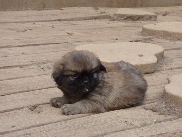 Des Amis De Zoé - Chiots disponibles - Epagneul tibetain