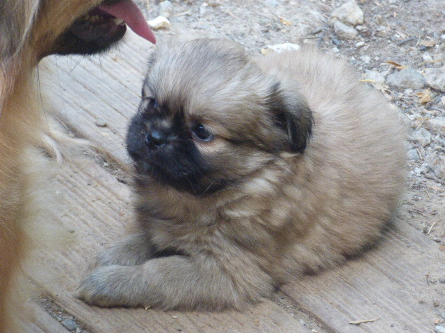 Des Amis De Zoé - Chiots disponibles - Epagneul tibetain