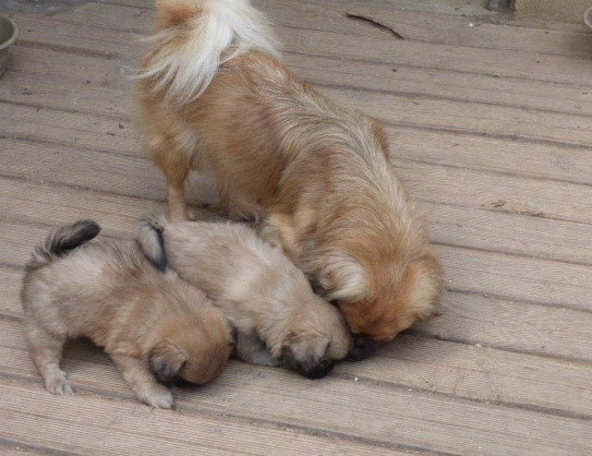 Chiot Epagneul tibetain Des Amis De Zoé