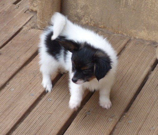 Des Amis De Zoé - Chiots disponibles - Epagneul nain Continental (Papillon)