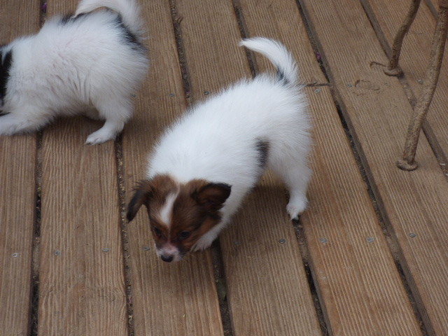 Des Amis De Zoé - Chiots disponibles - Epagneul nain Continental (Papillon)