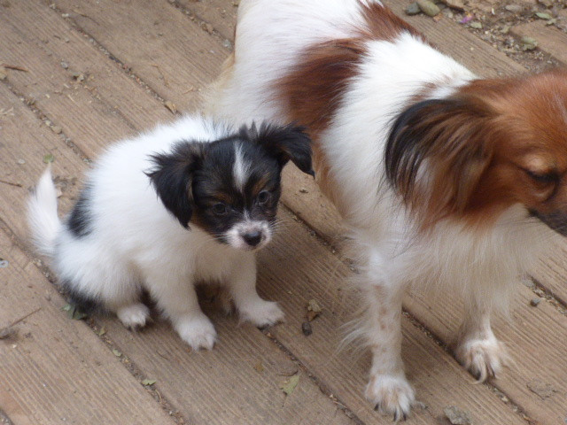 Des Amis De Zoé - Chiots disponibles - Epagneul nain Continental (Papillon)