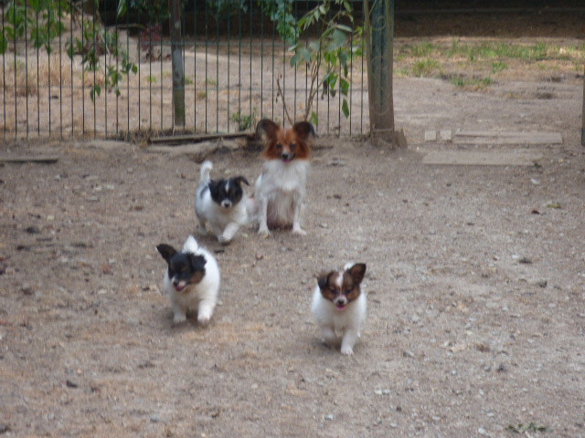 Chiot Epagneul nain Continental (Papillon) Des Amis De Zoé