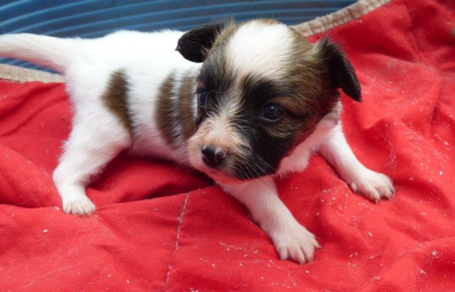 Des Amis De Zoé - Chiots disponibles - Epagneul nain Continental (Papillon)