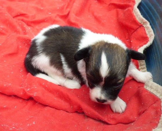 Des Amis De Zoé - Chiots disponibles - Epagneul nain Continental (Papillon)