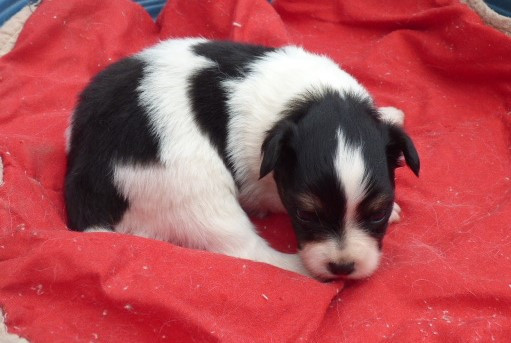 Des Amis De Zoé - Chiots disponibles - Epagneul nain Continental (Papillon)