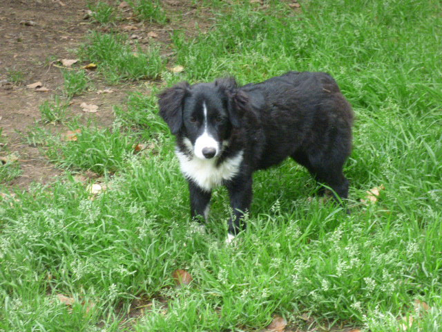 Des Amis De Zoé - Chiots disponibles - Berger Américain Miniature 