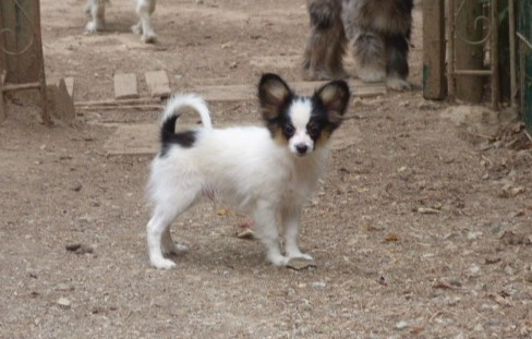 Des Amis De Zoé - Chiots disponibles - Epagneul nain Continental (Papillon)