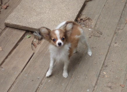 Des Amis De Zoé - Chiots disponibles - Epagneul nain Continental (Papillon)