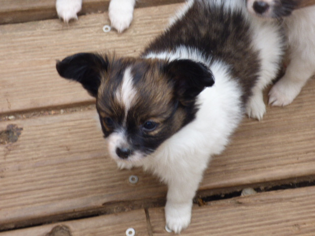Des Amis De Zoé - Chiots disponibles - Epagneul nain Continental (Papillon)