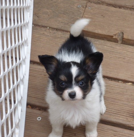Des Amis De Zoé - Chiots disponibles - Epagneul nain Continental (Papillon)
