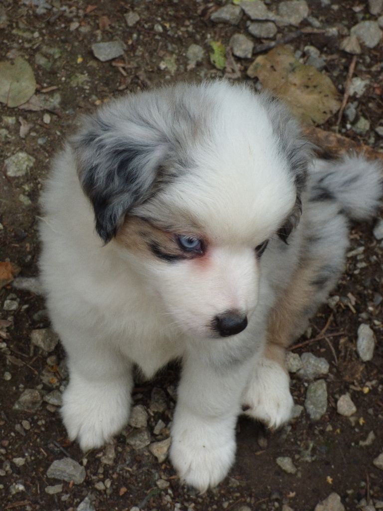 Des Amis De Zoé - Chiots disponibles - Berger Américain Miniature 