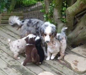 Chiot Berger Américain Miniature Des Amis De Zoé