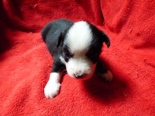 Des Amis De Zoé - Chiots disponibles - Berger Américain Miniature 