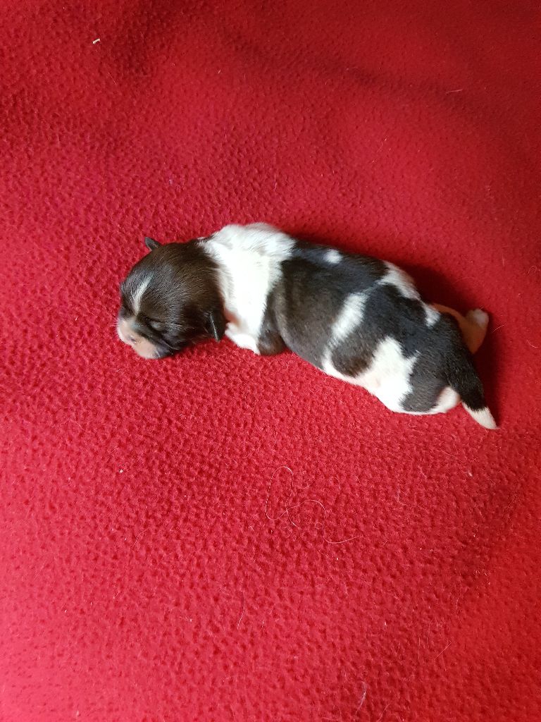 Des Amis De Zoé - Chiots disponibles - Epagneul tibetain