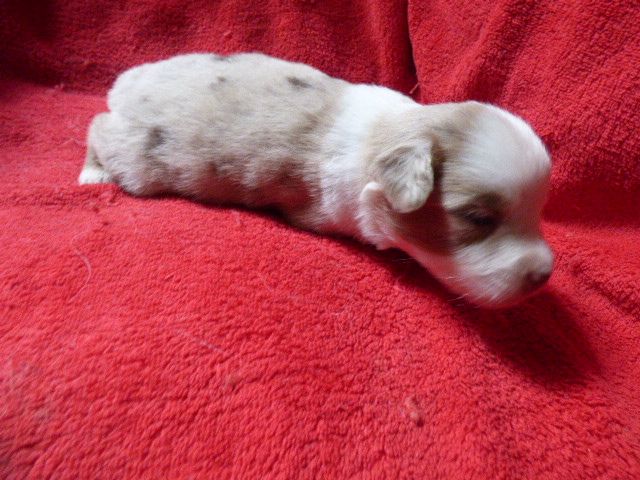 Des Amis De Zoé - Chiots disponibles - Berger Américain Miniature 