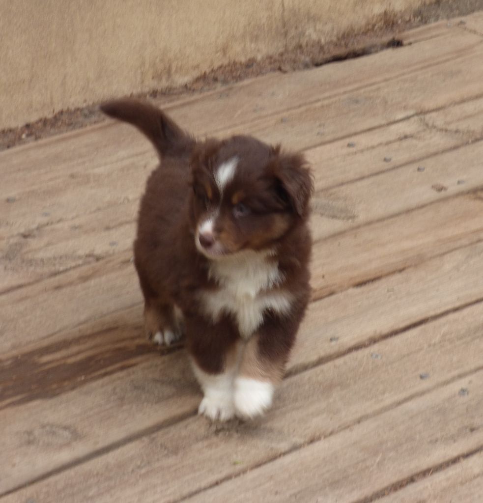 Des Amis De Zoé - Chiots disponibles - Berger Américain Miniature 