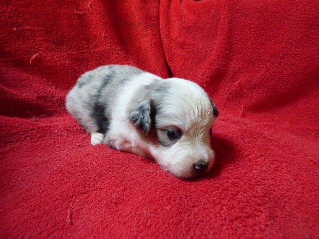 Des Amis De Zoé - Chiots disponibles - Berger Américain Miniature 