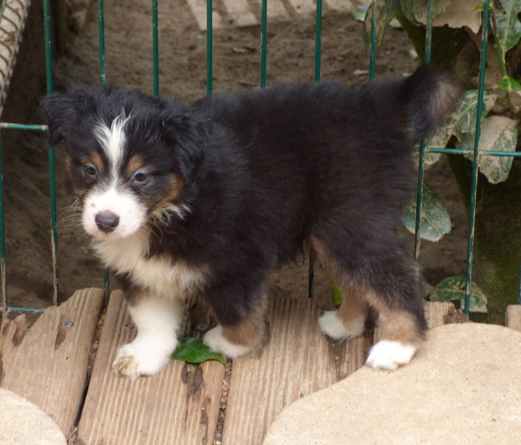Des Amis De Zoé - Chiots disponibles - Berger Américain Miniature 
