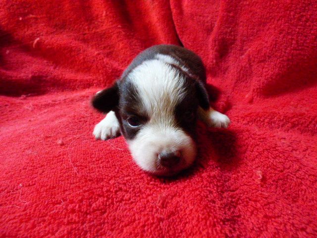 Des Amis De Zoé - Chiots disponibles - Berger Américain Miniature 