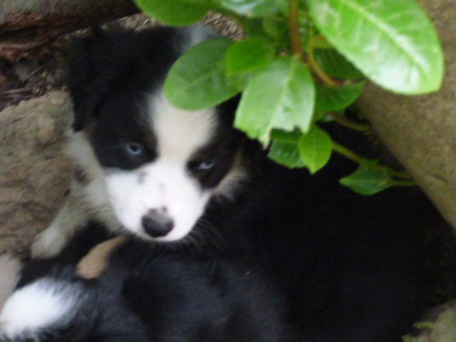 Des Amis De Zoé - Chiots disponibles - Berger Américain Miniature 