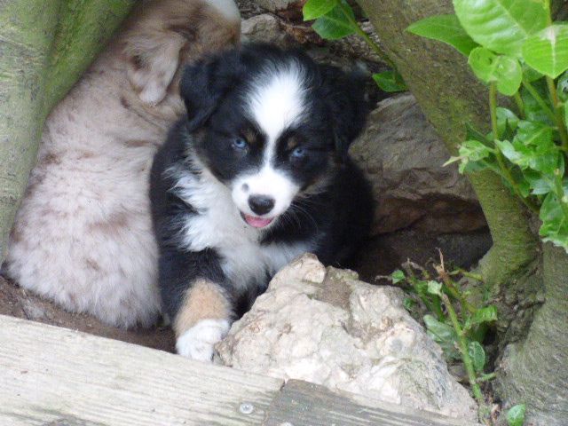 Des Amis De Zoé - Chiots disponibles - Berger Américain Miniature 