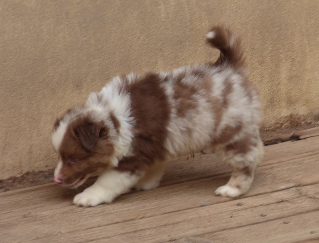 Des Amis De Zoé - Chiots disponibles - Berger Américain Miniature 