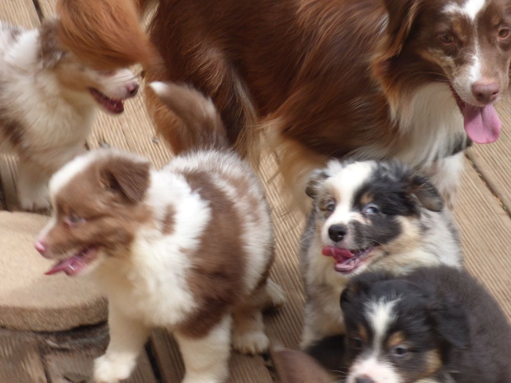 Chiot Berger Américain Miniature  Des Amis De Zoé