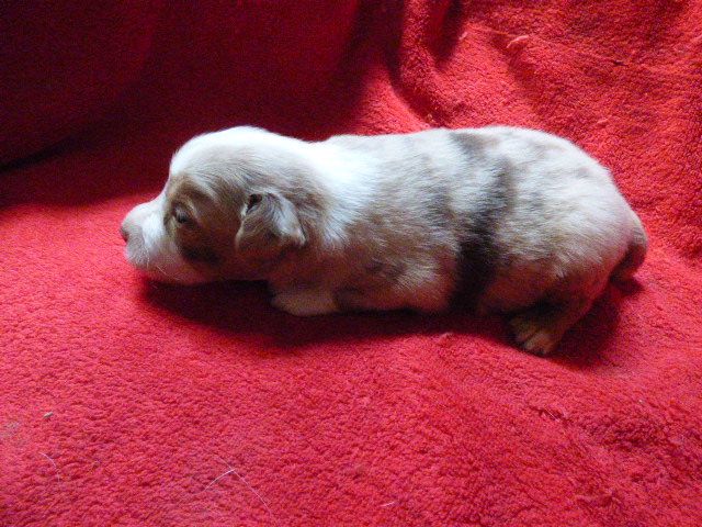 Des Amis De Zoé - Chiots disponibles - Berger Américain Miniature 